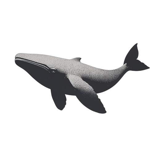 Duotone วาฬหลังค่อม