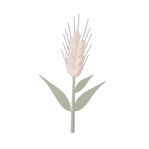 Isometric ข้าวบาร์เลย์