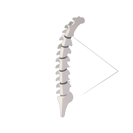 Isometric กระดูกสันหลัง