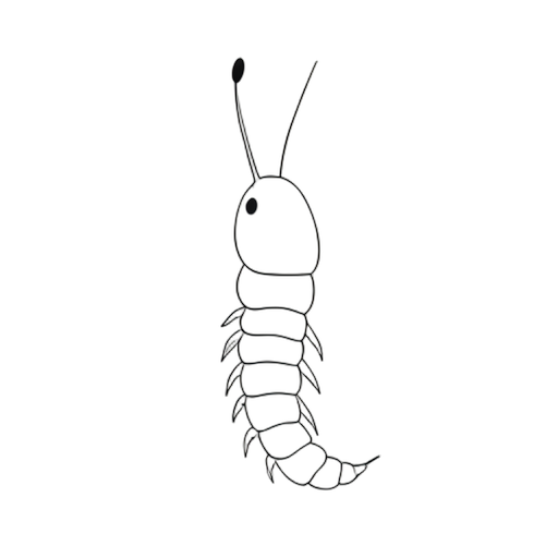 Line Art centipede