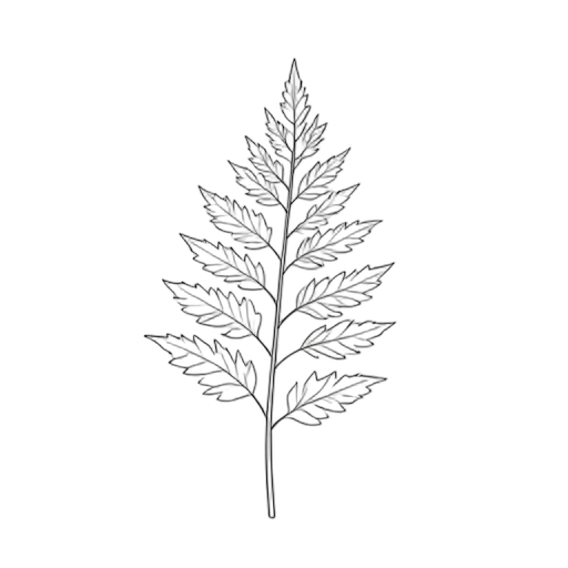 Line Art Fern