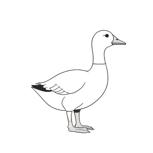Line Art Ngỗng