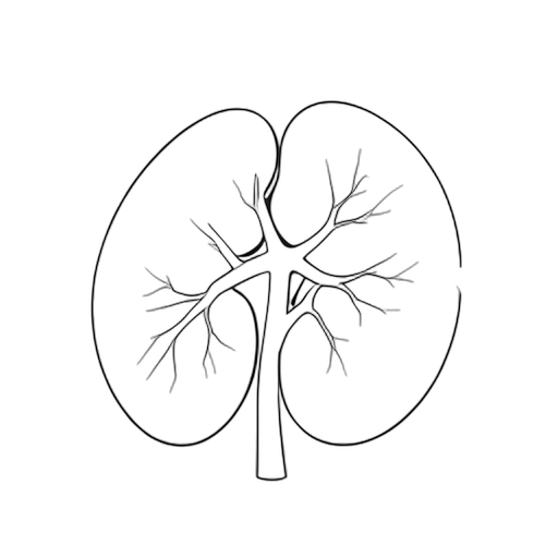 Line Art Kidney