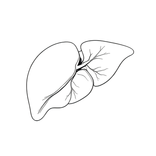 Line Art Hígado