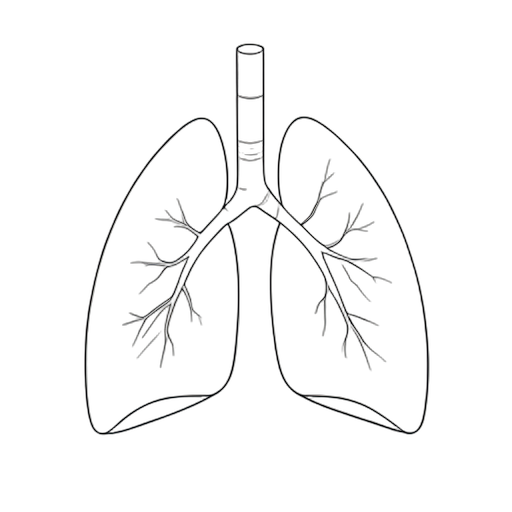 Line Art Pulmões Internos