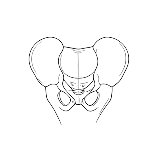 Line Art Pelvis
