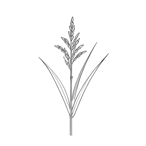 Line Art Rice Plant