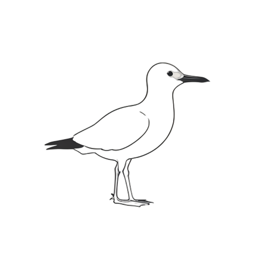 Line Art นกทะเล