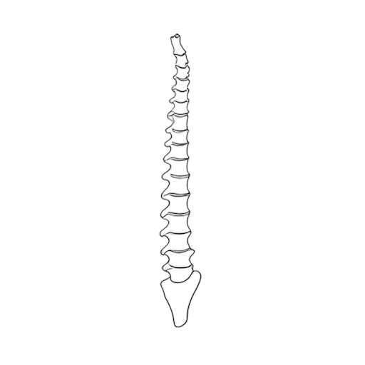 Line Art Wirbelsäule
