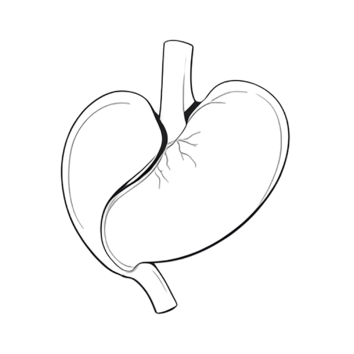 Line Art Estômago