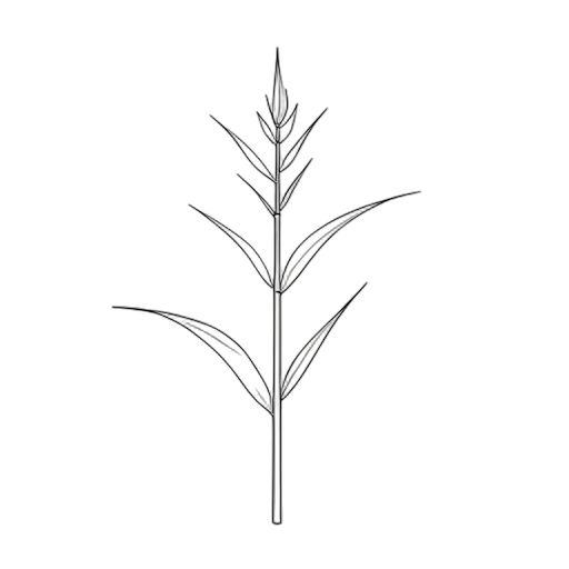 Line Art Sugarcane