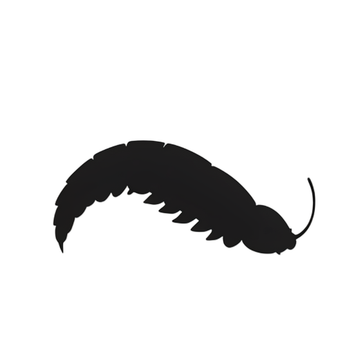 Silhouette सीप