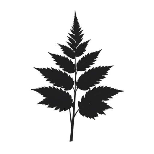 Silhouette Fern