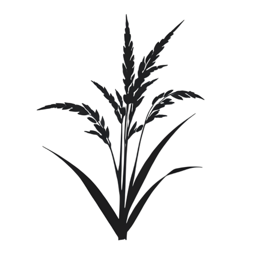 Silhouette Planta de arroz