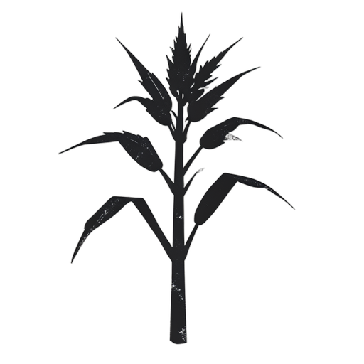 Woodcut Canna da zucchero