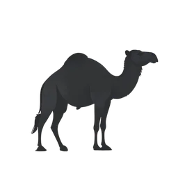 Cammello