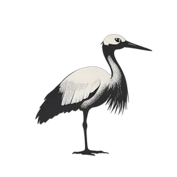 Crane Bird