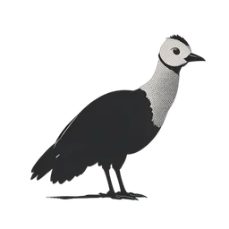 Pavo dardo