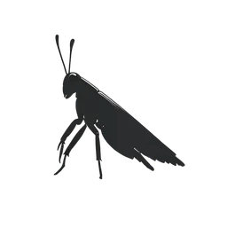 Grasshopper