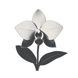 Orchid
