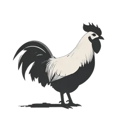 ไก่ตัวผู้