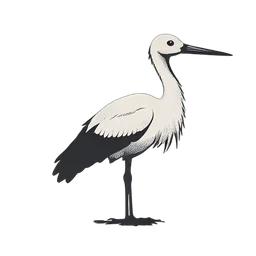 Stork