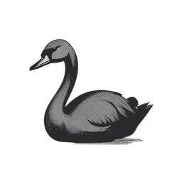 天鹅