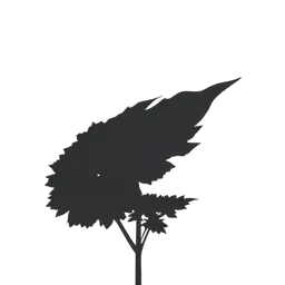 Wind