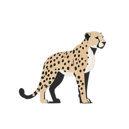 cheetah