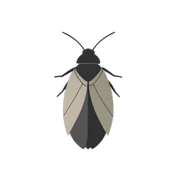 Cicada