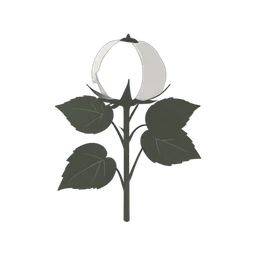 Cotton Plant