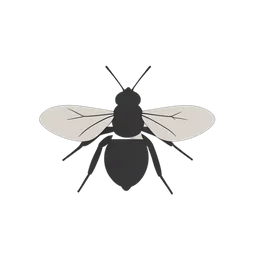ruồi