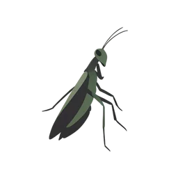 mantis modlitewna