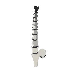 Colonna vertebrale icon preview
