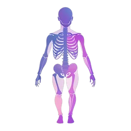 الهيكل العظمي