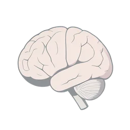 Brain Organ