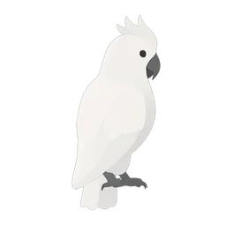 Cacatua