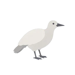 Pavo dardo