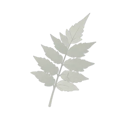 Fern