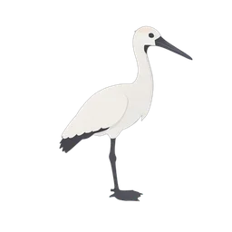Ibis