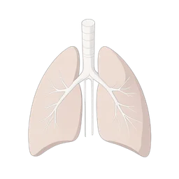 फेफड़े आंतरिक
