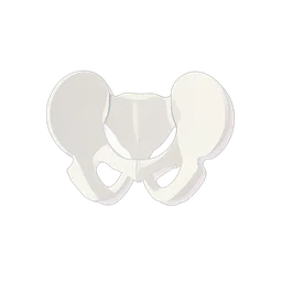 Pelvis
