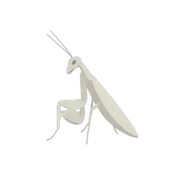 mantis modlitewna