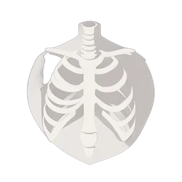 Ribcage
