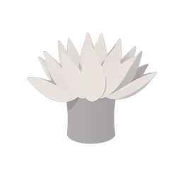 Sea Anemone