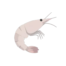 shrimp