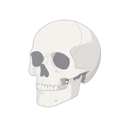 Skull