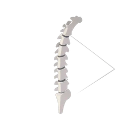 กระดูกสันหลัง