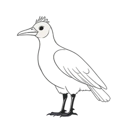 Pavo dardo