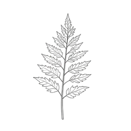 Fern